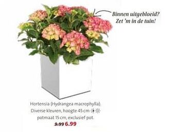 Intratuin Hortensia hydrangea macrophylla aanbieding