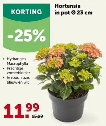 AVEVE Hortensia in pot aanbieding