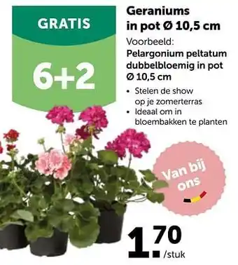 Geraniums in pot