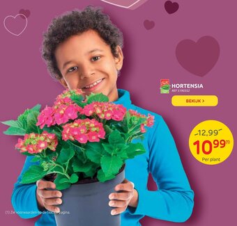 Brico Hortensia aanbieding