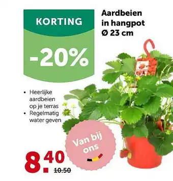 AVEVE Aardbeien In Hangpot 23 Cm aanbieding