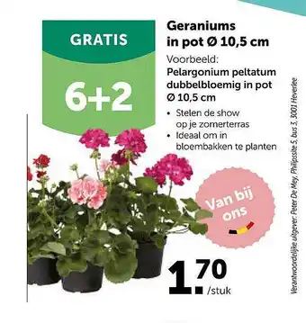 AVEVE Geraniums In Pot 10,5 Cm aanbieding