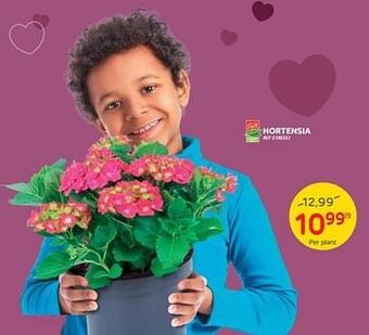 Brico Hortensia aanbieding