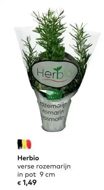 Bio Planet Herbio verse rozemarijn in pot aanbieding