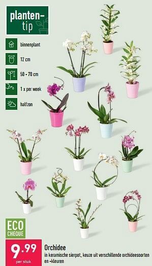 ALDI Orchidee aanbieding