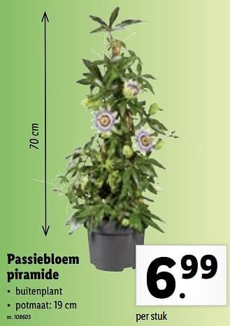 Lidl Passiebloem piramide aanbieding