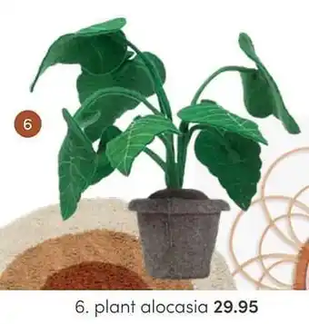 Baby & Tiener Plant alocasia aanbieding