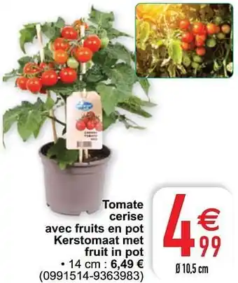 Cora Tomate cerise avec fruits en pot kerstomaat met fruit in pot aanbieding