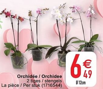 Cora Orchidée - orchidee aanbieding