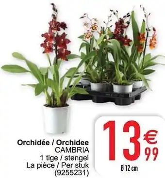 Cora Orchidée - orchidee cambria aanbieding