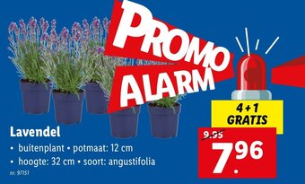 Lidl Lavendel aanbieding
