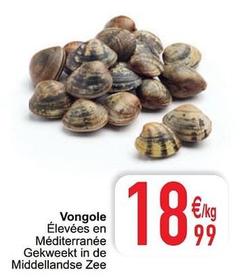 Vongole