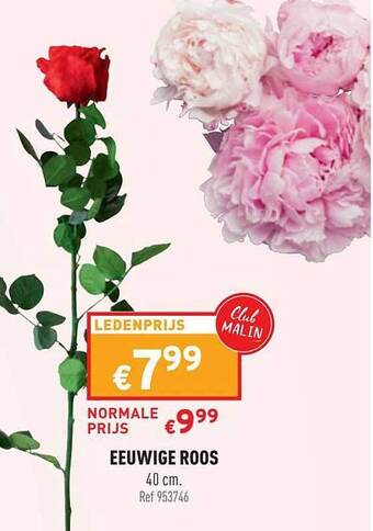 Trafic Eeuwige Roos aanbieding