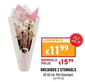 Trafic Orchidee 2 stengels aanbieding