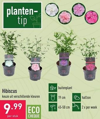 ALDI Hibiscus aanbieding