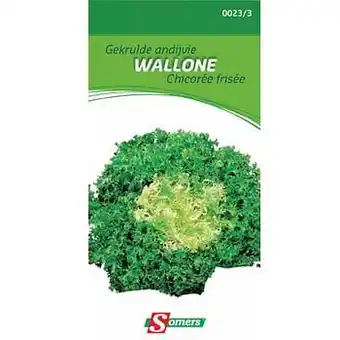 Brico Somers zaad pakket gekrulde andijvie ’Wallone’ aanbieding