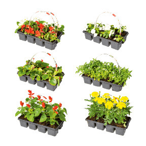 Perkplanten, 8 st.