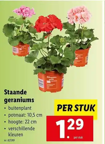 Lidl Staande Geraniums aanbieding