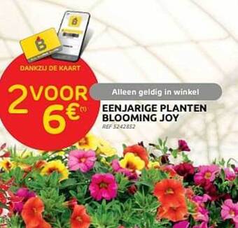 Brico Eenjarige Planten Blooming Joy aanbieding