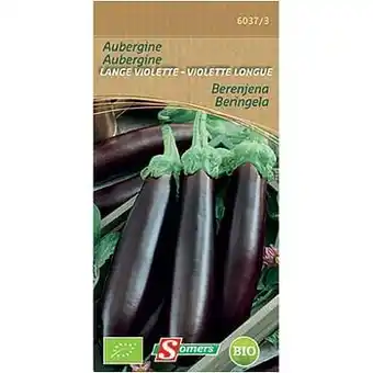 Somers zaad pakket aubergine lange violette
