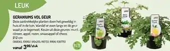 Geraniums vol geur