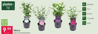 ALDI Hibiscus aanbieding