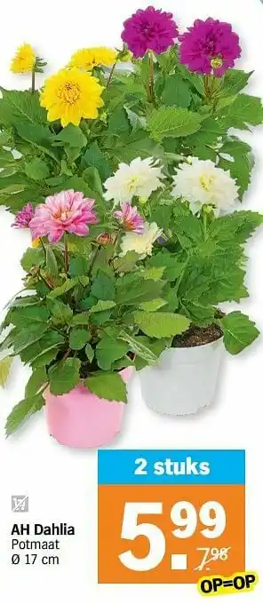 Albert Heijn Ah dahlia aanbieding