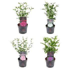 ALDI Hibiscus aanbieding