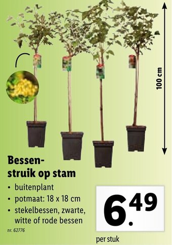 Lidl Bessen struik op stam aanbieding
