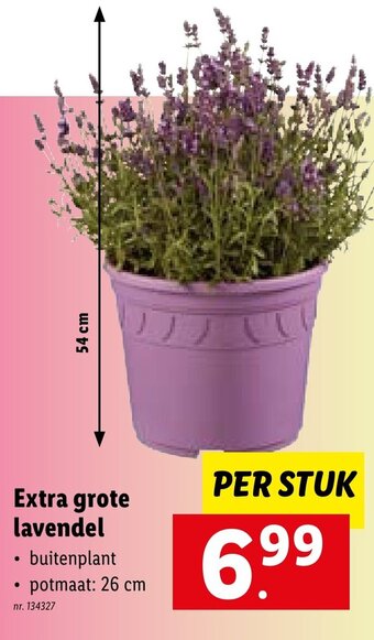 Lidl Extra grote lavendel aanbieding