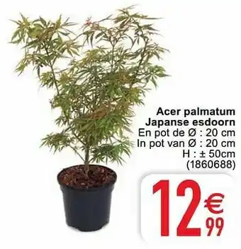 Cora Acer palmatum japanse esdoorn aanbieding