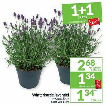 Intermarché Winterharde lavendel aanbieding
