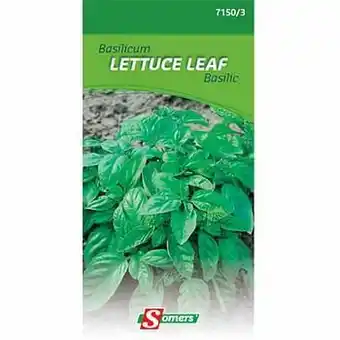 Somers zaad pakket basilicum ’Lettuce leaf’