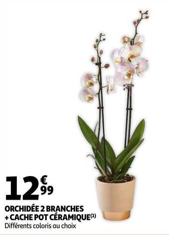Auchan Orchidee 2 Branches + Cache Pot Ceramique aanbieding