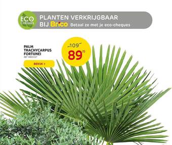 Brico Palm Trachycarpus Fortunei aanbieding