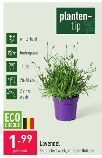 ALDI Lavendel aanbieding