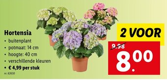 Hortensia