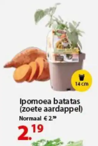 Ipomoea batatas (zoete aardappel)