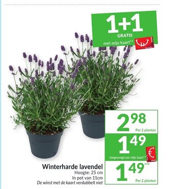 Winterharde lavendel