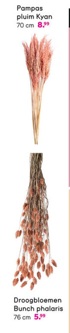 Leen Bakker Pampas pluim Kyan aanbieding
