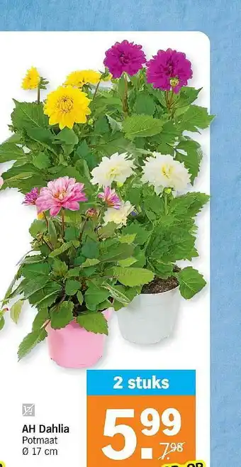 Albert Heijn AH Dahlia 17cm aanbieding