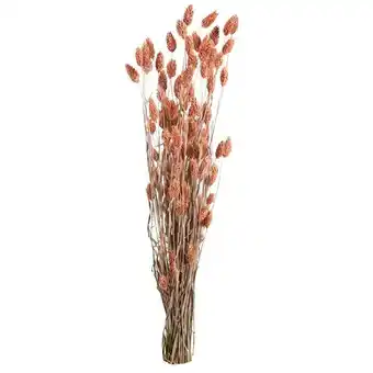 Leen Bakker Droogbloemen Phalaris - roze - 76 cm aanbieding