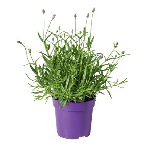 ALDI Lavendel aanbieding