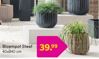 Bloempot Steef