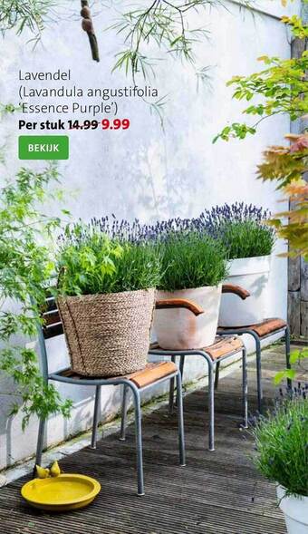 Lavendel