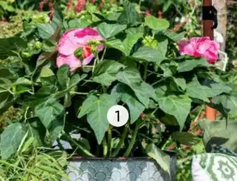 Intratuin Chinese Roos (Hibiscus Moscheutos) aanbieding
