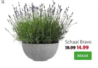 Schaal Bravo