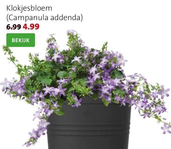 Klokjesbloem (Campanula Addenda)