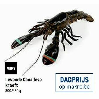 Levende canadese kreeft