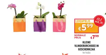 Trafic Kleine vlinderorchidee in geschenkzak aanbieding